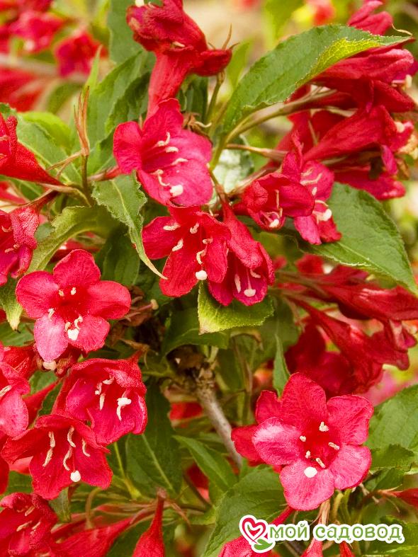 Вейгела цветущая "Ред Принц"