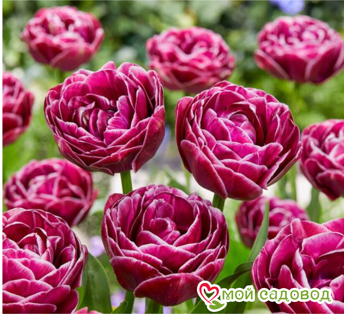 Тюльпан Айс Крим