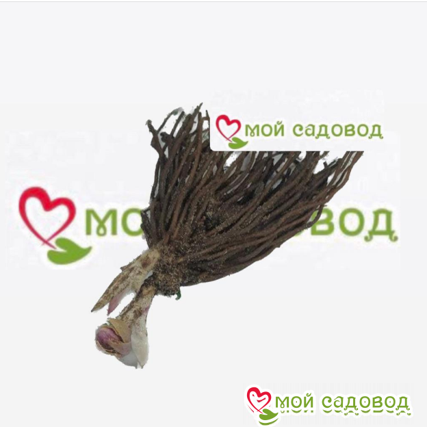 Морозник Сноу Грин