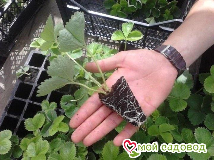 Клубника Ред Никс