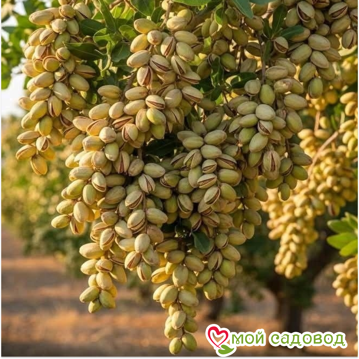 Миндаль Калифорнийский